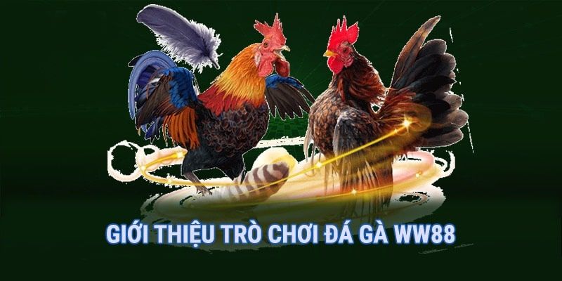 Đá gà ww88 mang đến những trận chọi kê chất lượng