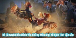 Đá Gà ww88 Hòa Mình Vào Những Màn Chọi Kê Kịch Tính Đặc Sắc